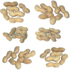 Erdnüsse-6x6.jpg